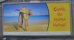 Camel Butt Ad