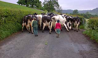 Herding the cows