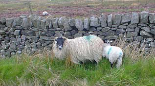 Those sheep again