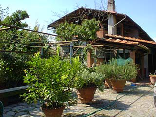 Herb trees in pots