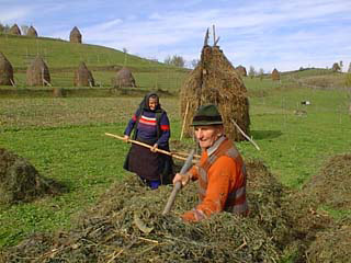 Making hay