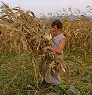 Woman in the corn