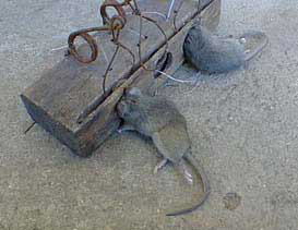 Strangled mice