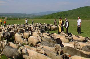Blessing the Sheep
