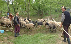 Gathering the sheep