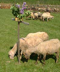Sheep and Cross