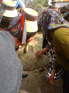 Weighing sheep